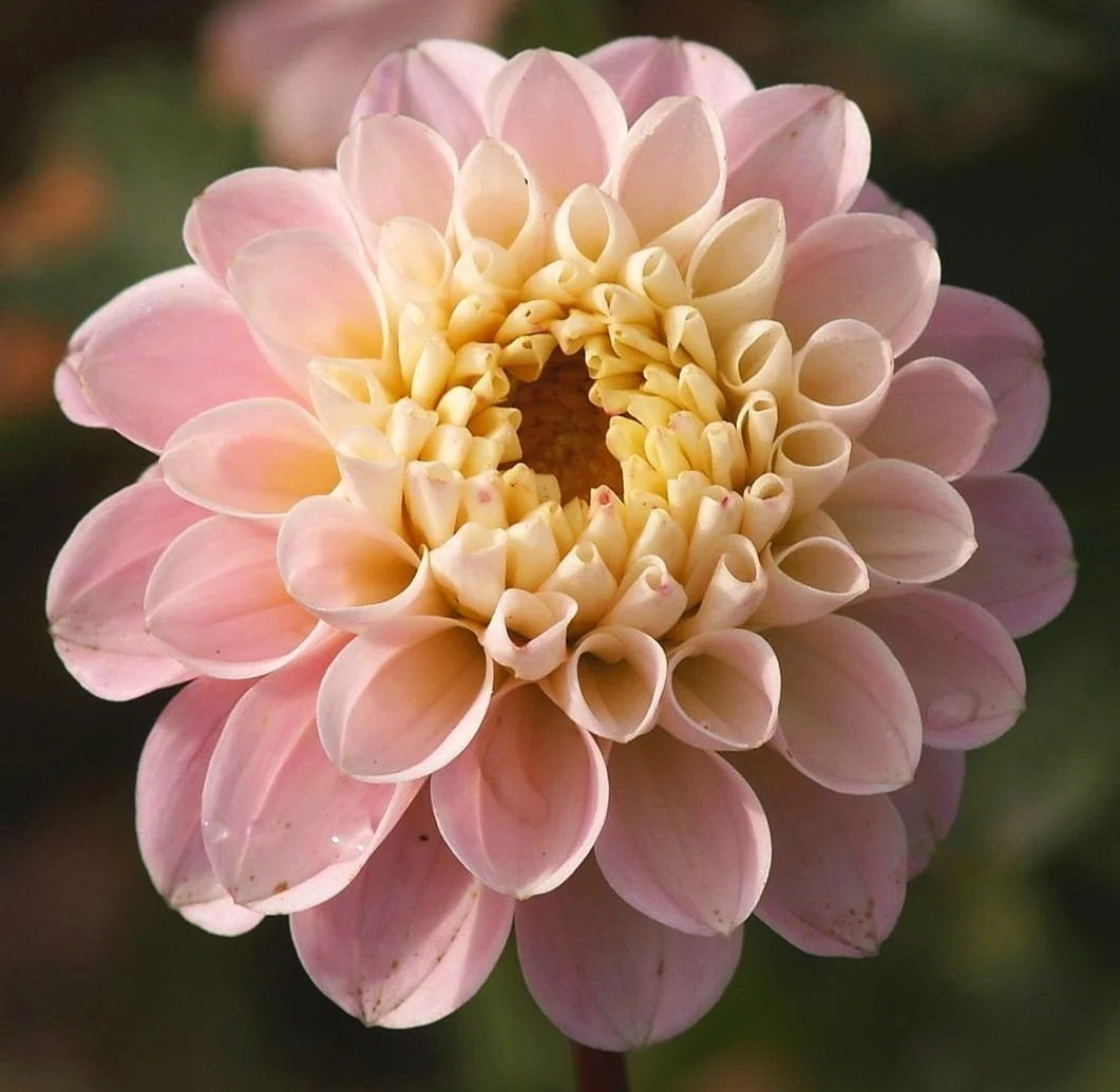 Dahlia%2BWhite%2BWizard%2BPA239612%2BAY.jpg