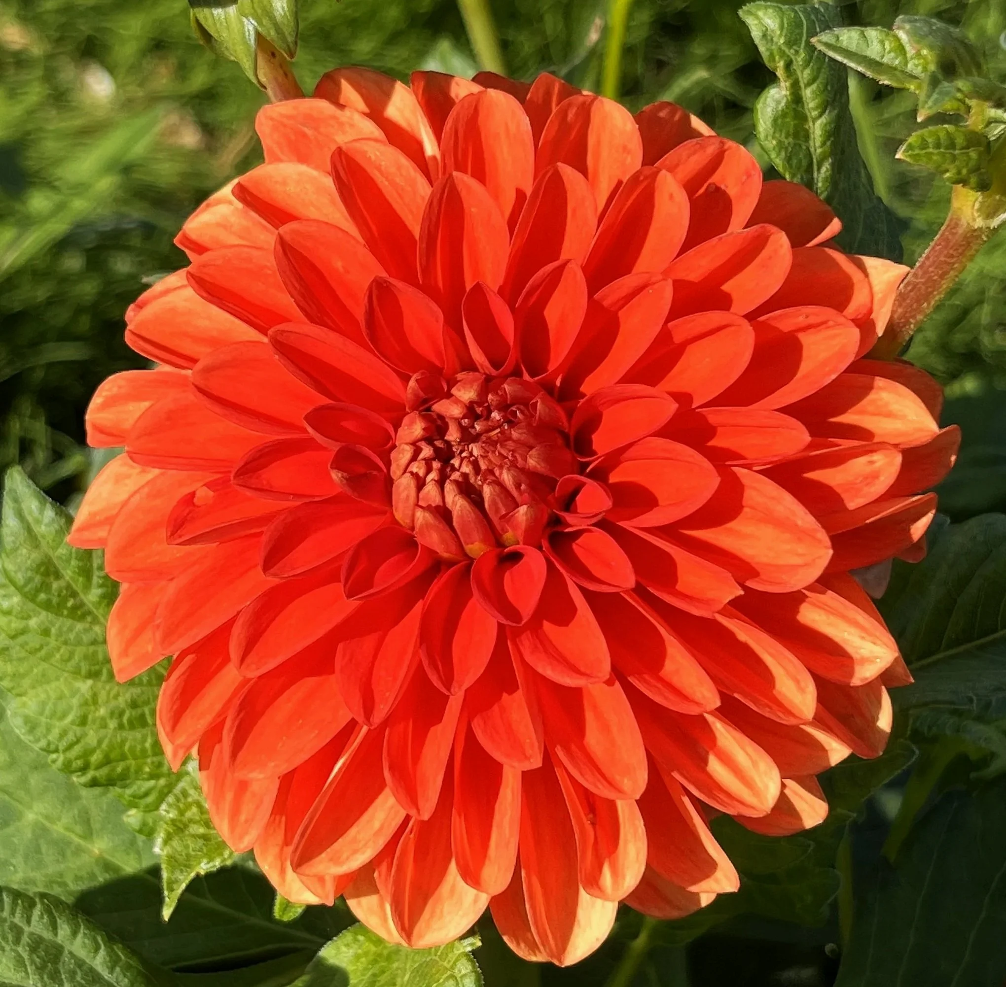 Dahlia 'Happy Halloween'