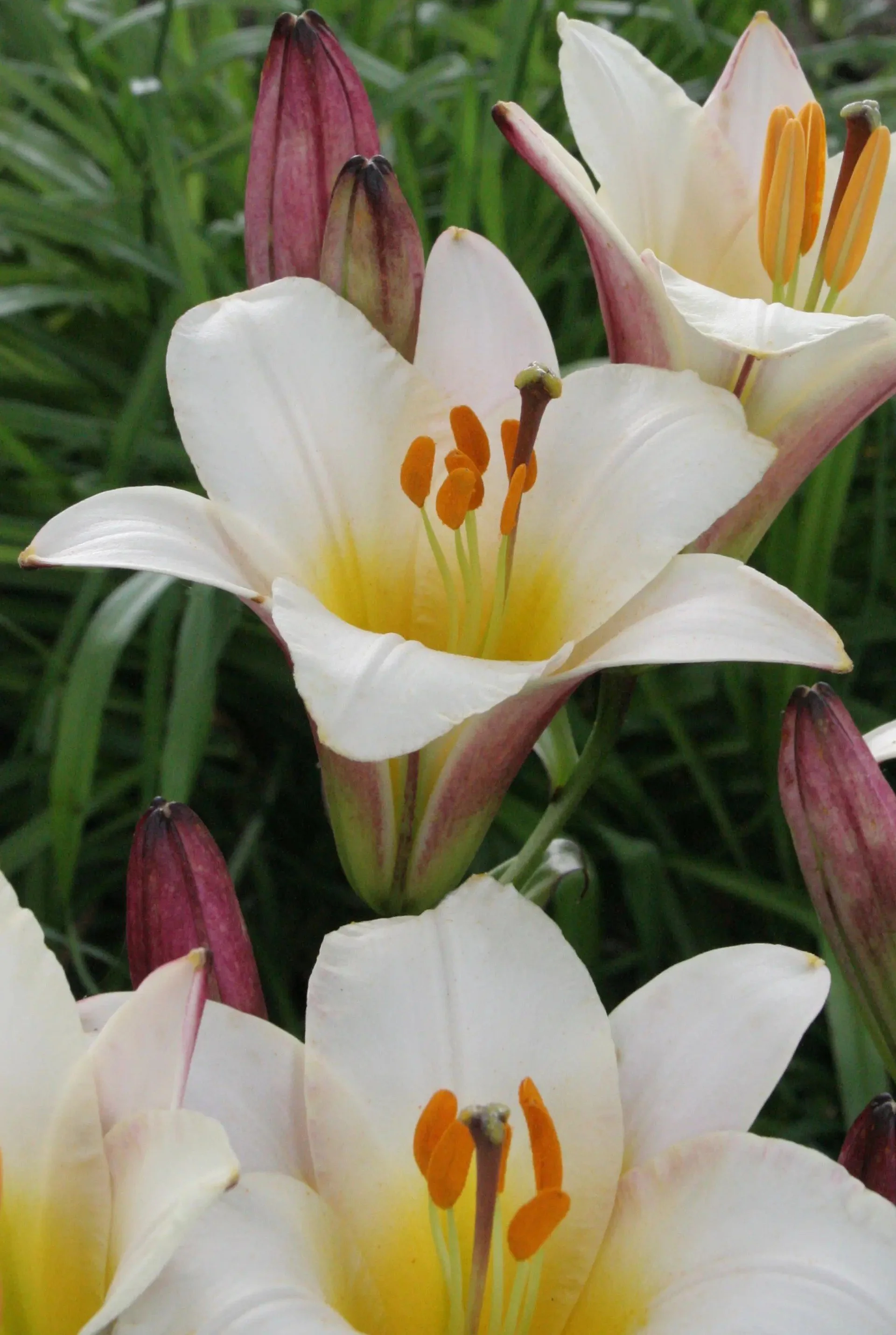 lilium_white_planet_jpg.jpg