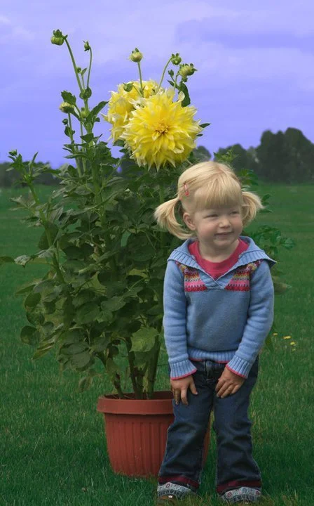 Dahlia 'Kelvin Floodlight'