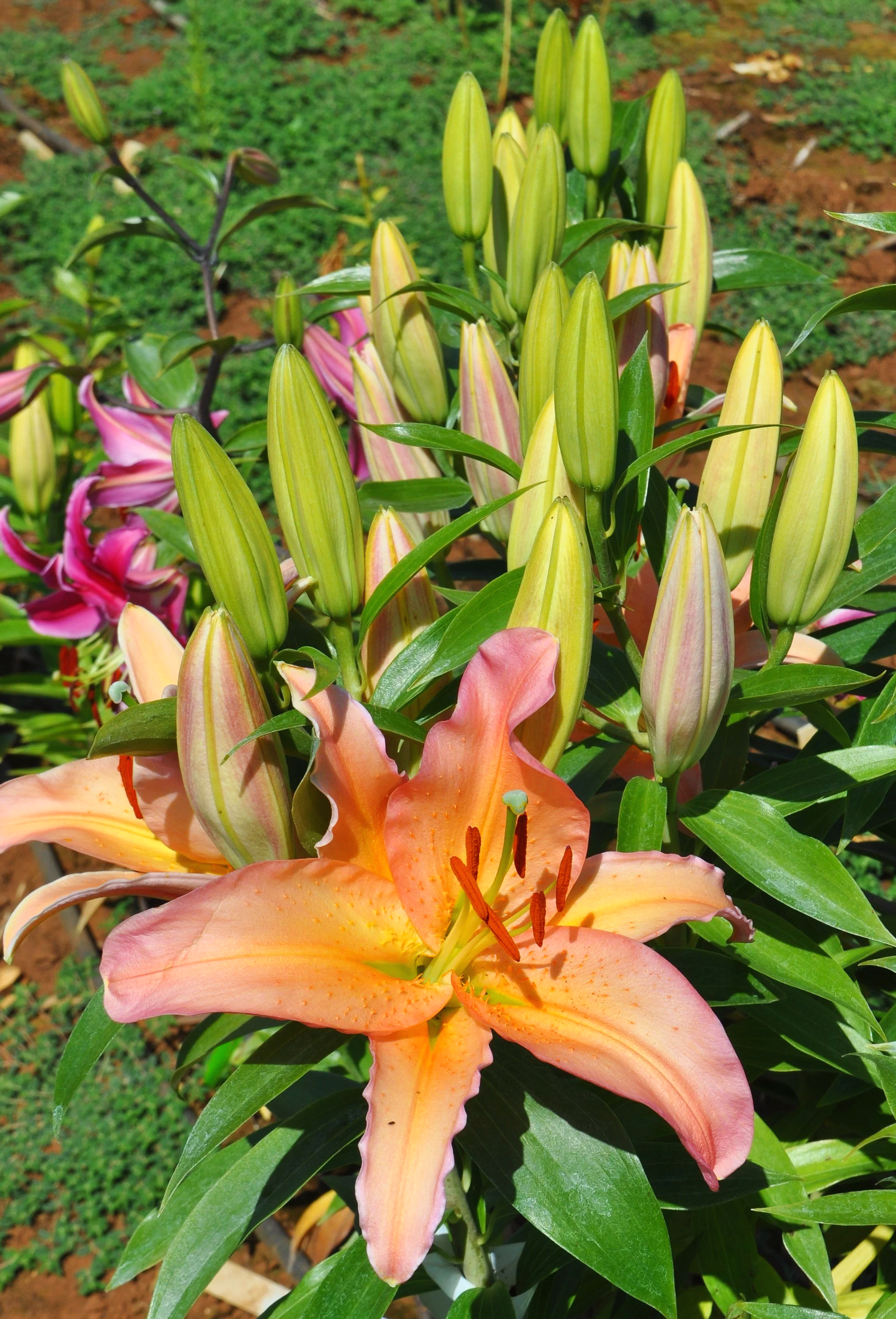 hamptonbayOr+25%23+10-stems.png