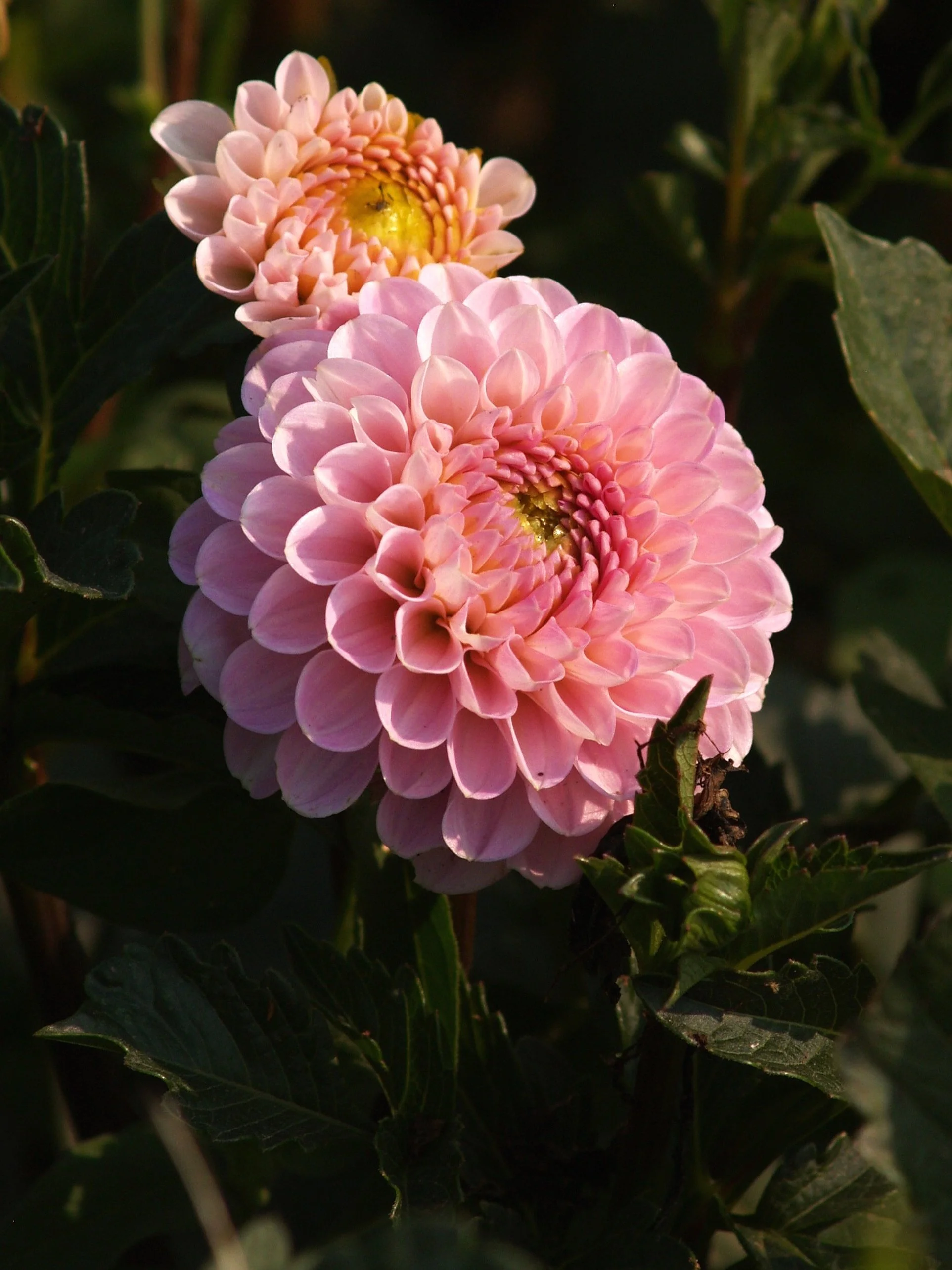 Dahlia+White+Wizard+P8098611+AY.jpg