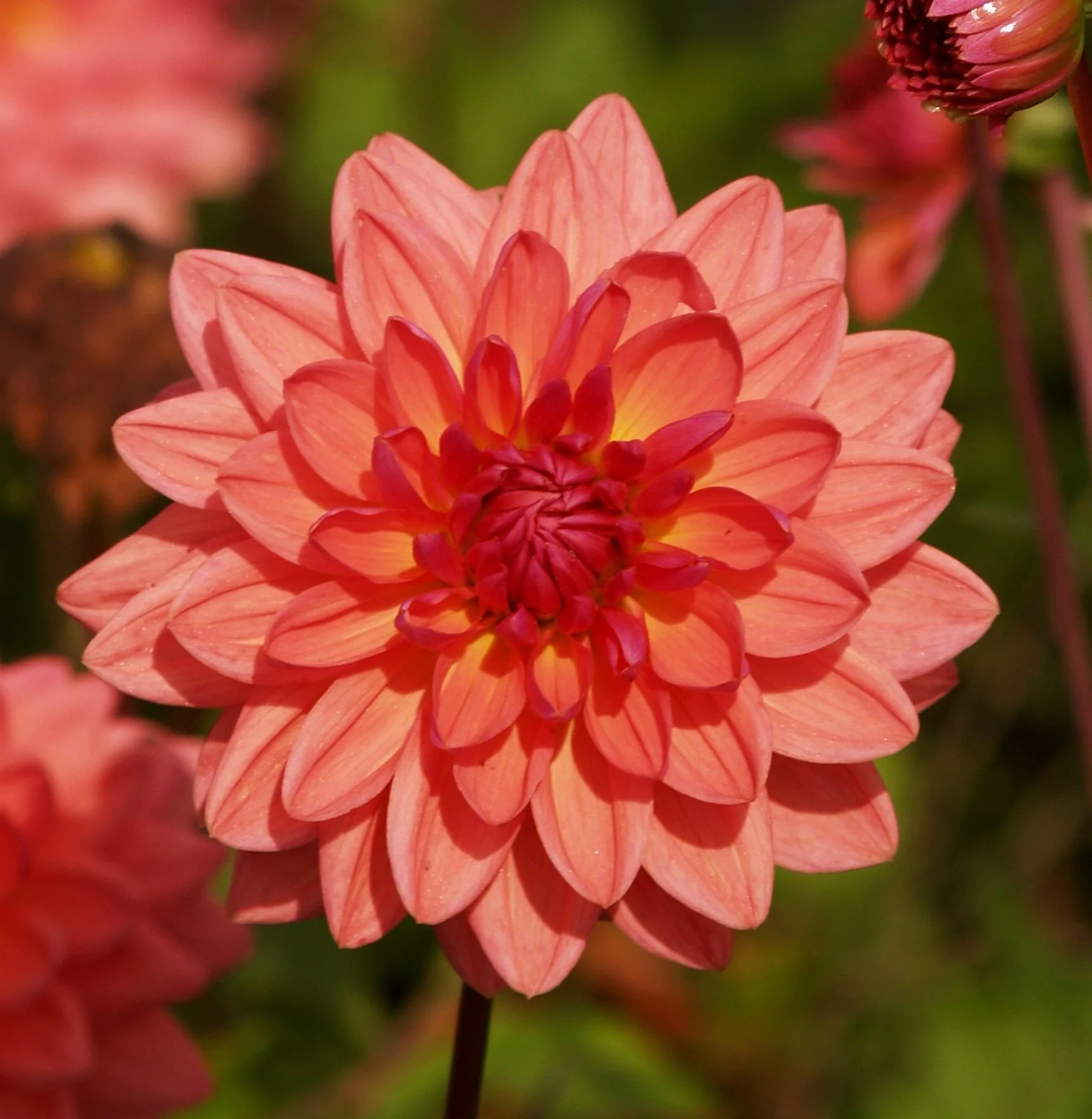 Dahlia+Dutch+Pearl+PA239592+AY.jpg