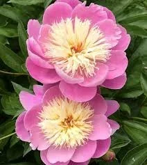 Peony 'Lauren'