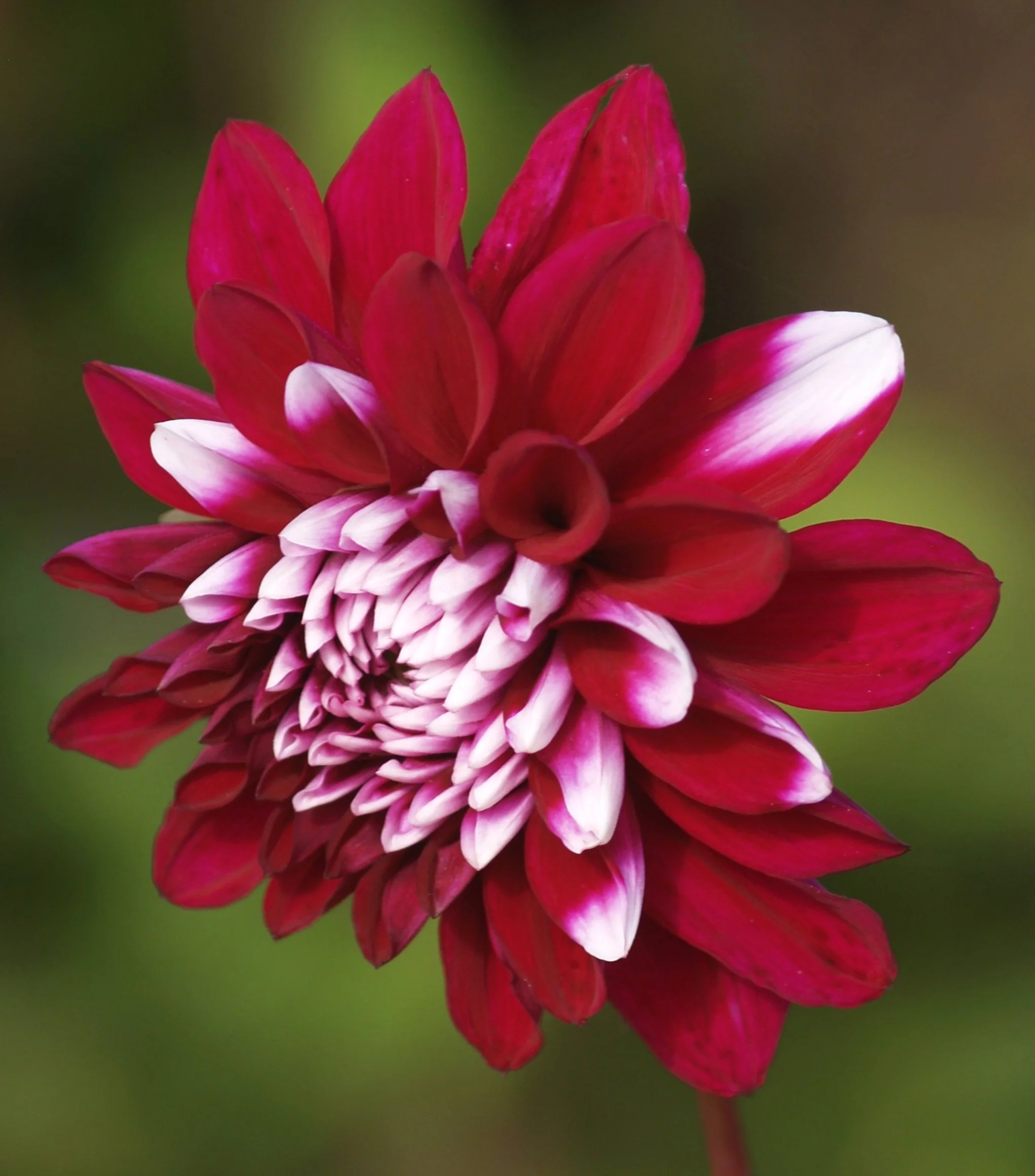 Dahlia+Ryan+C+PA239529+AY.jpg