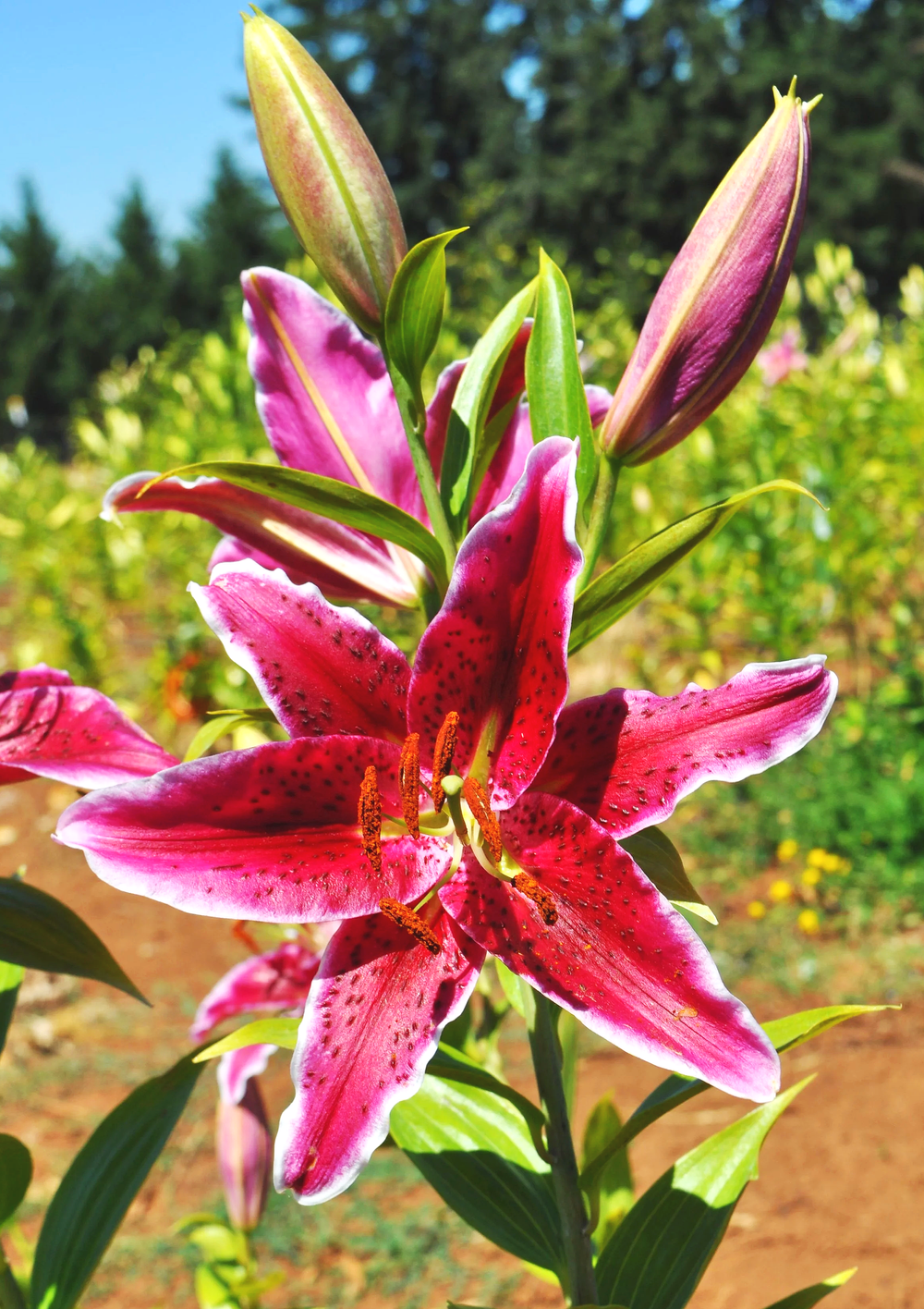 Mak-Leek Specials — The Lily Garden