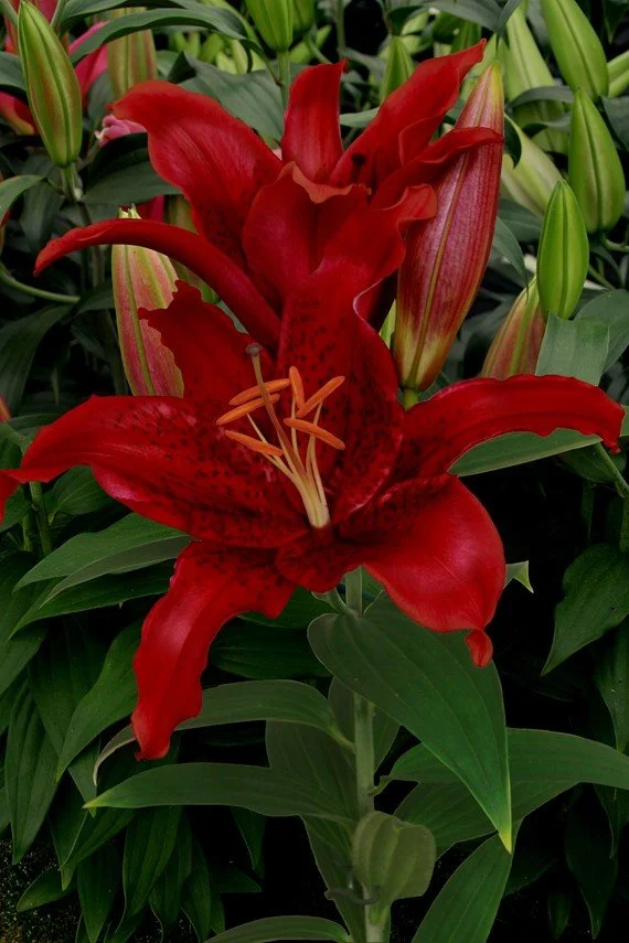 'Red Flash'