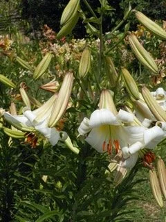 lavender plant arizona Arizona Columbine, Aquilegia desertorum
