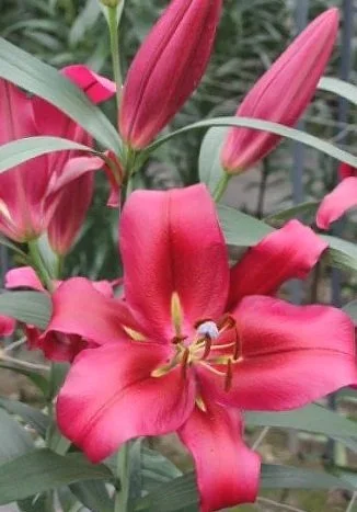 Red+Desire+%283%29.jpg (Copy)
