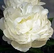 Peony 'Elsa Sass'