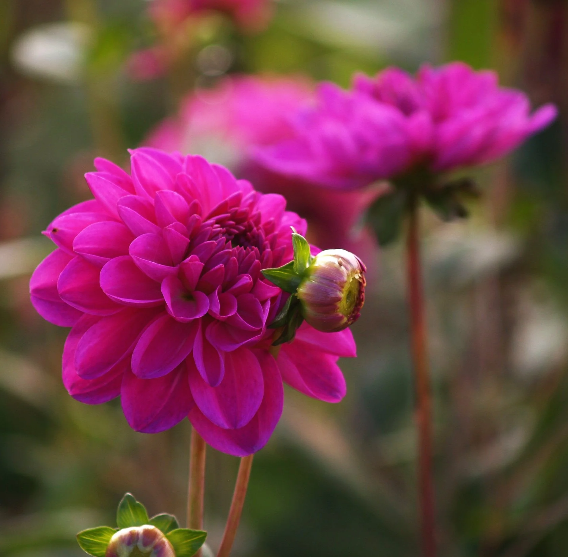 Dahlia+Stratos+PA239538+AY.jpg