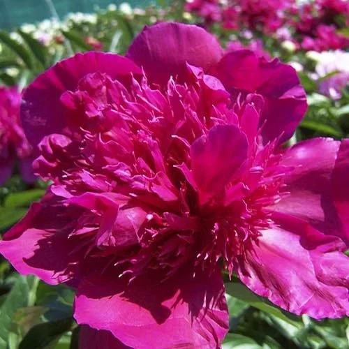 Peony 'Albert Niva'