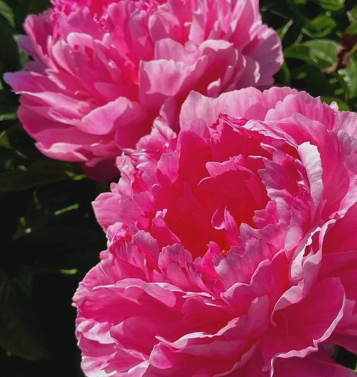 Peony 'Bunker Hill'