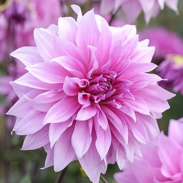 Dahlia 'Babylon Lilac'