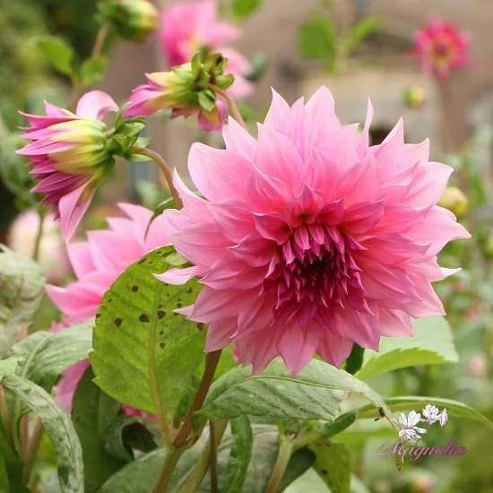 Dahlia 'Cafe au Lait Rose'
