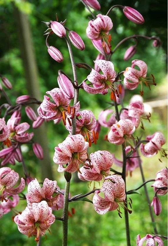 lilium-purple-morning-3865.jpg