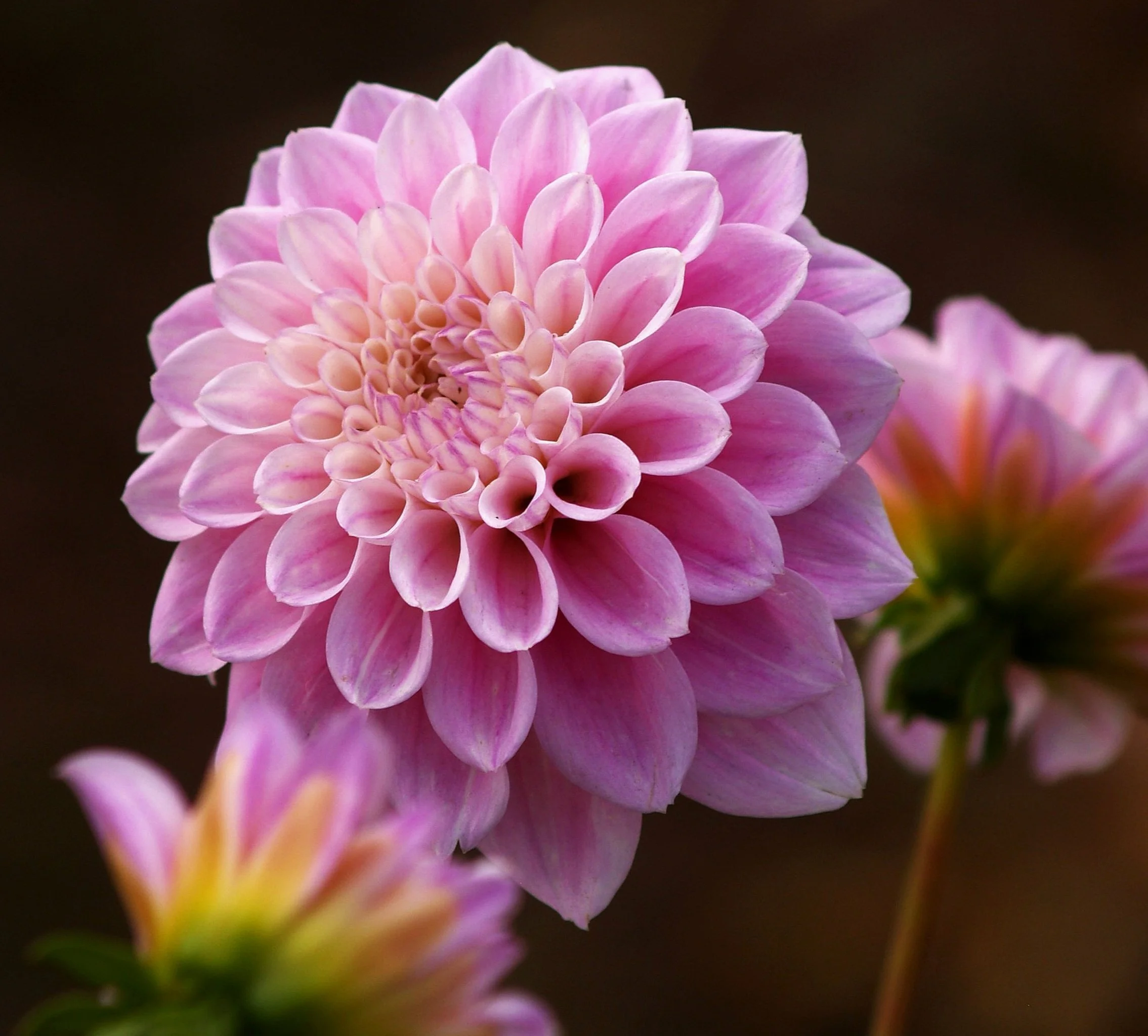 Dahlia+Sweet+Love+PA239466+AY.jpg