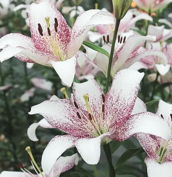New for 2026! MORE COMING SOON! — The Lily Garden