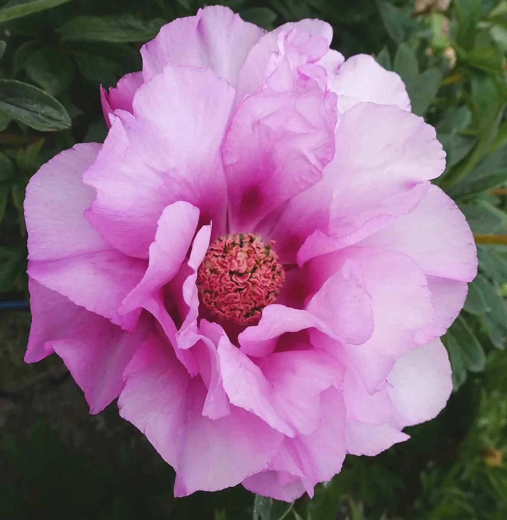 Peony Itoh Hybrid 'First Arrival'
