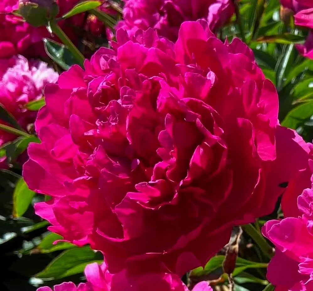 Peony 'Felix Supreme'