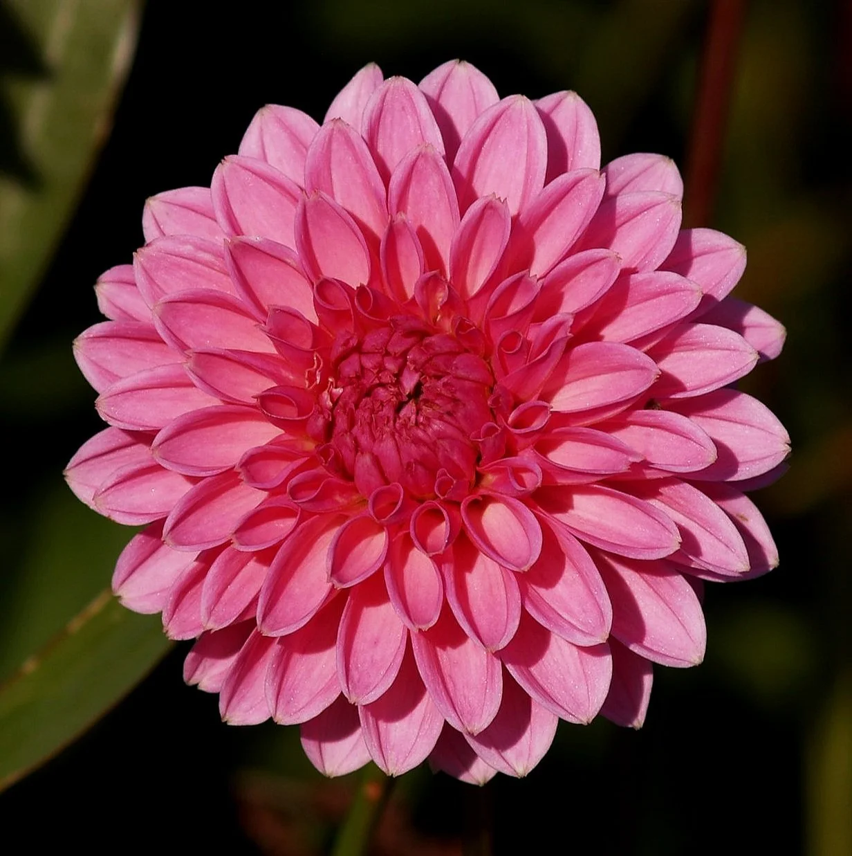 Dahlia+Pink+Sylvia+PA239644+AY.jpg