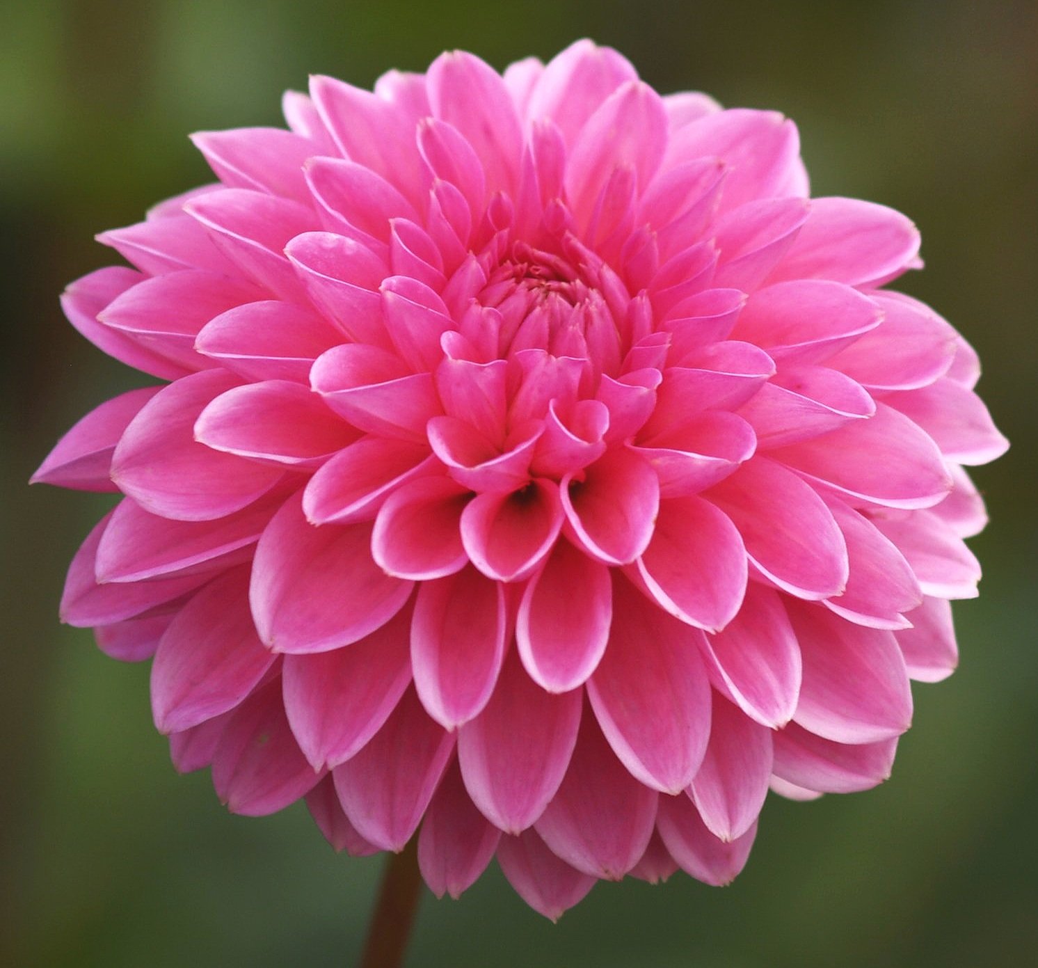 Dahlia 'Jowey Frambo'