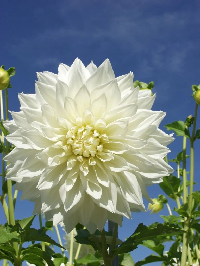 Dahlia 'Fleurel'