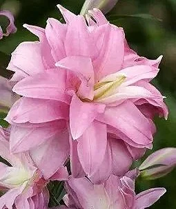lotus_breeze_2_d7b40a9dd4.jpg (Copy)