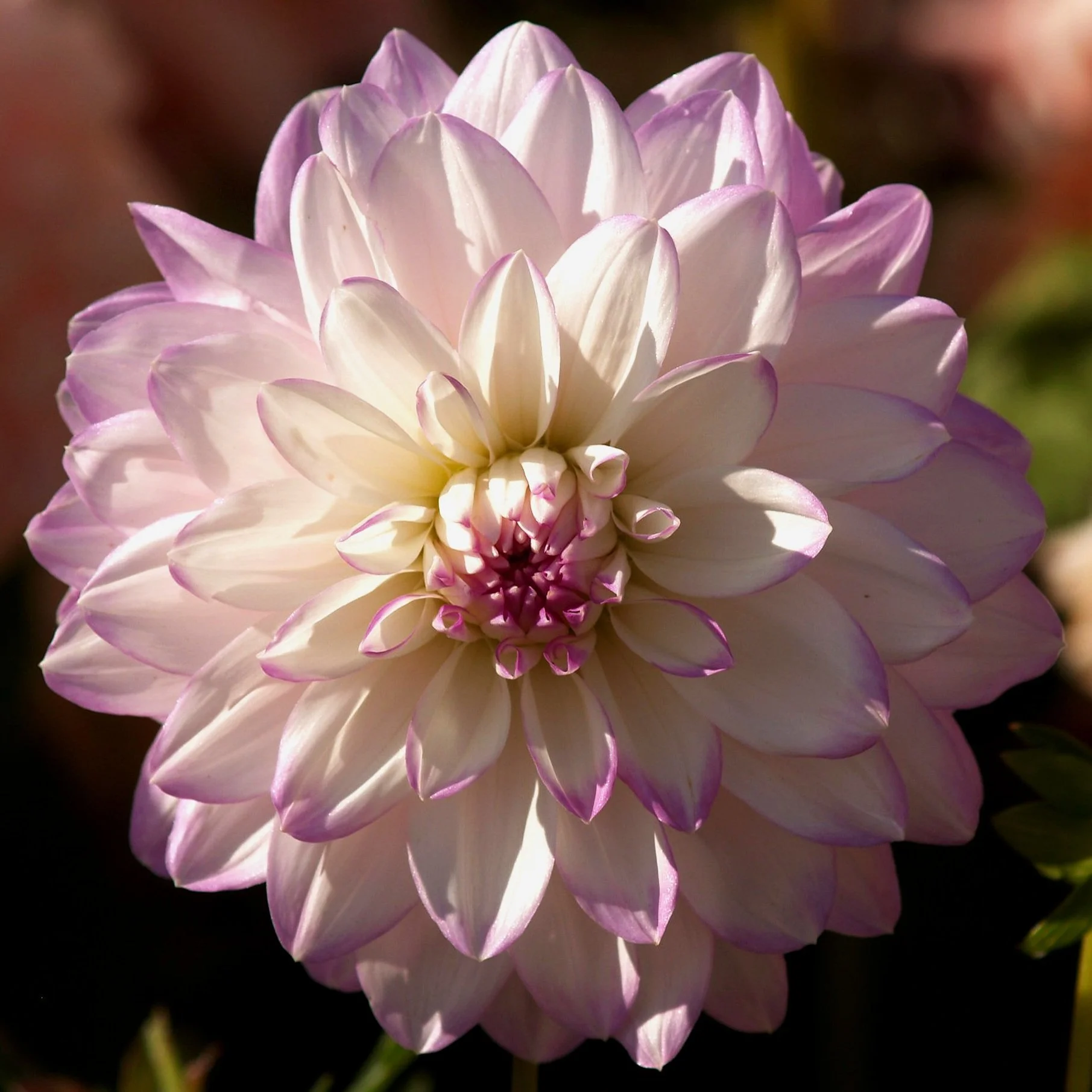 Dahlia 'Mikayla Miranda'