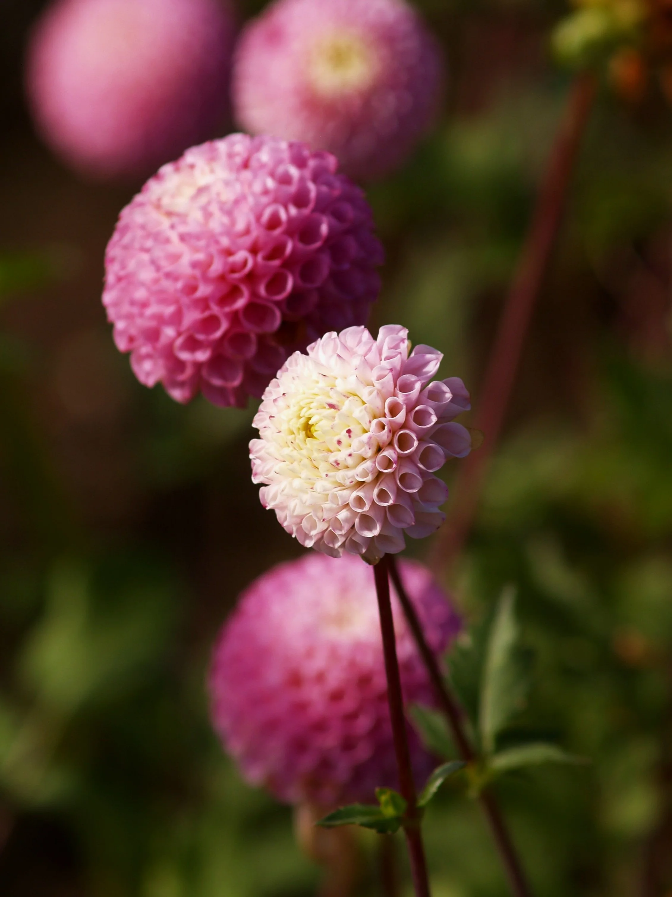 Dahlia+Maaike+PA239523+AY.jpg