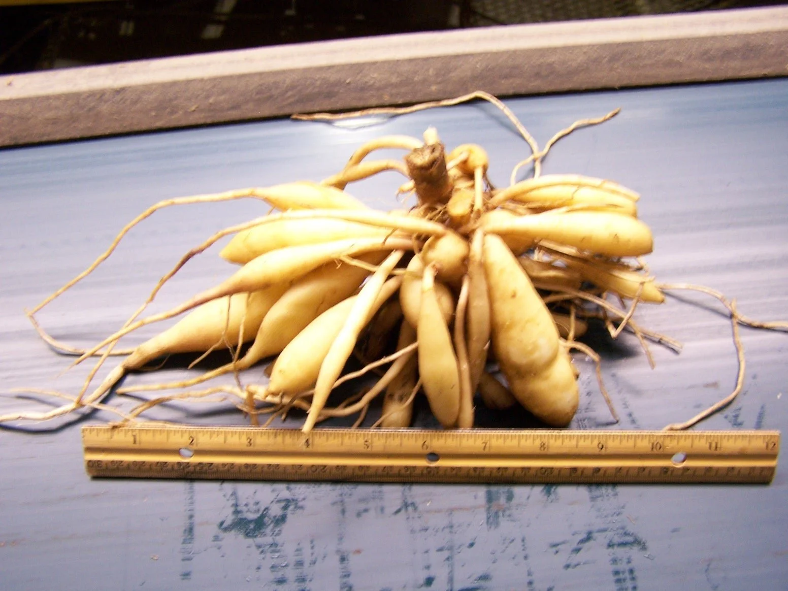 Tuber.jpg