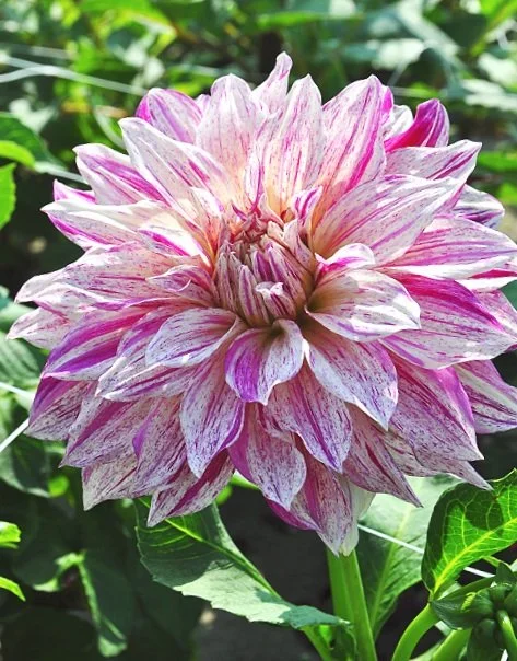 Dahlia 'Café de Paris'