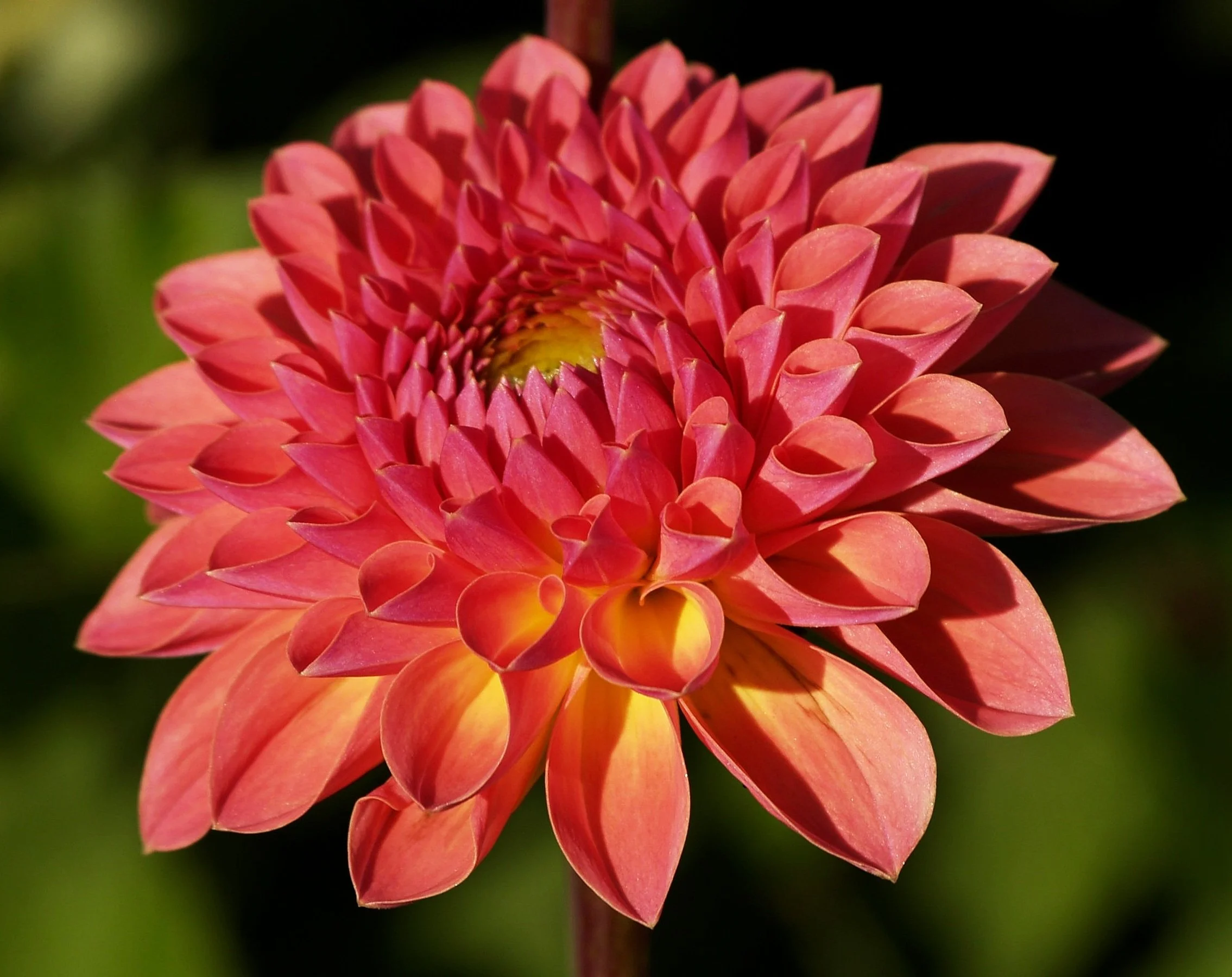 Dahlia+Orange+Breeze+P8168756+AY.jpg