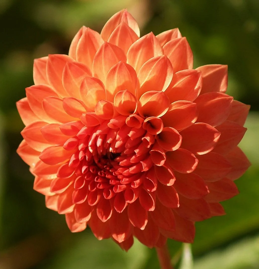 Dahlia+Safe+Shot+PA239685+AY.jpg