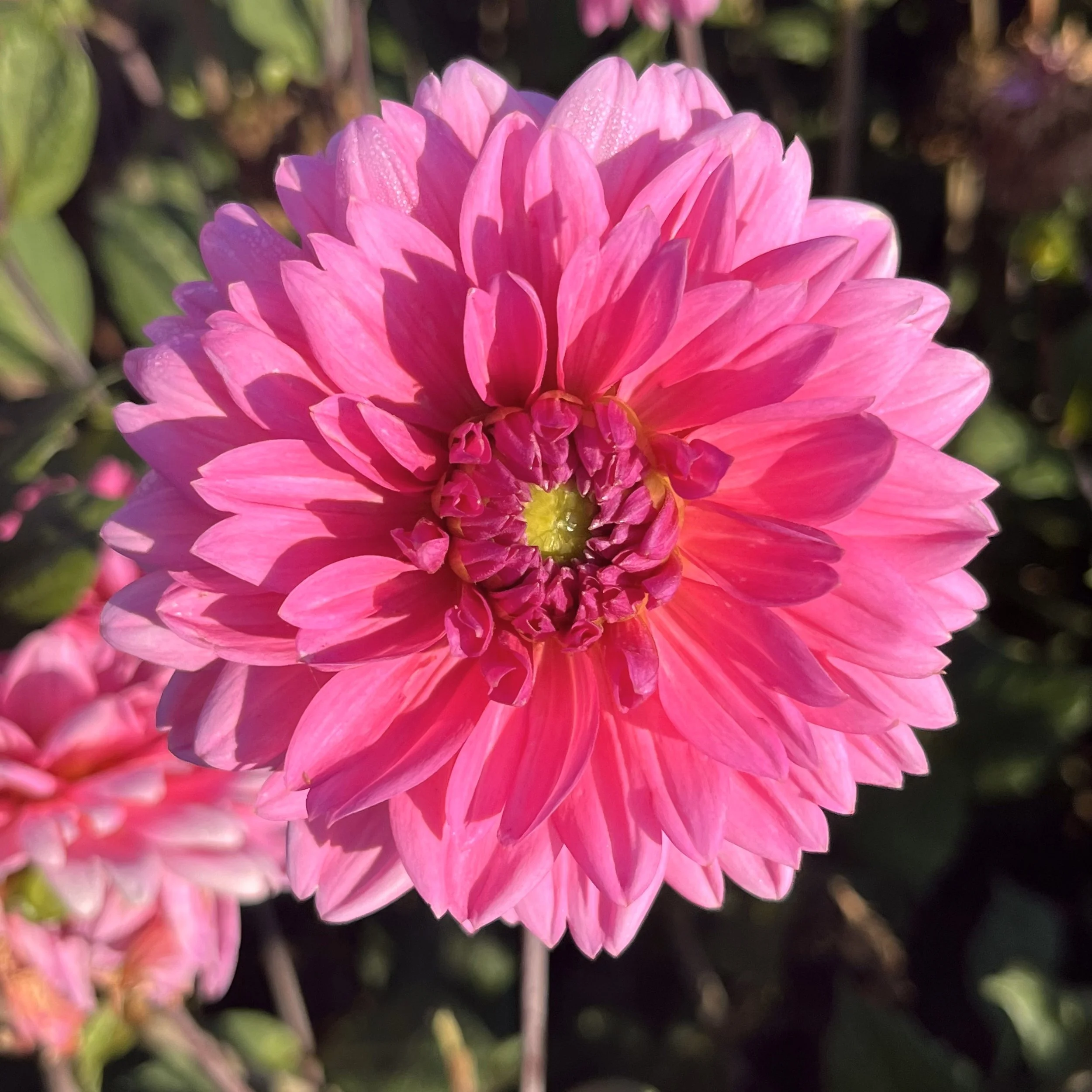 Dahlia 'Nashville'