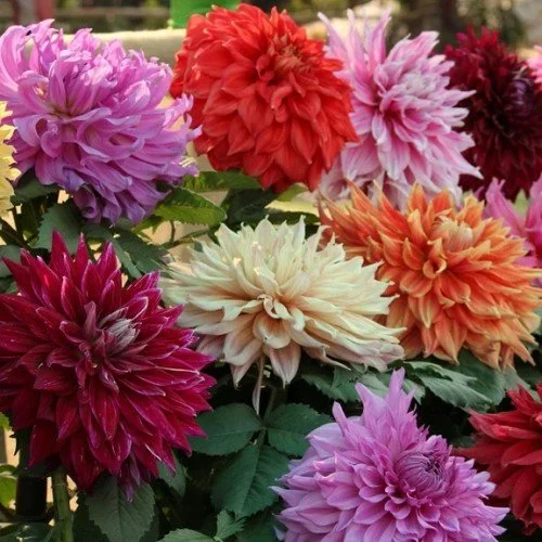 Dahlia 'Dinner Plate Mystery' Collection