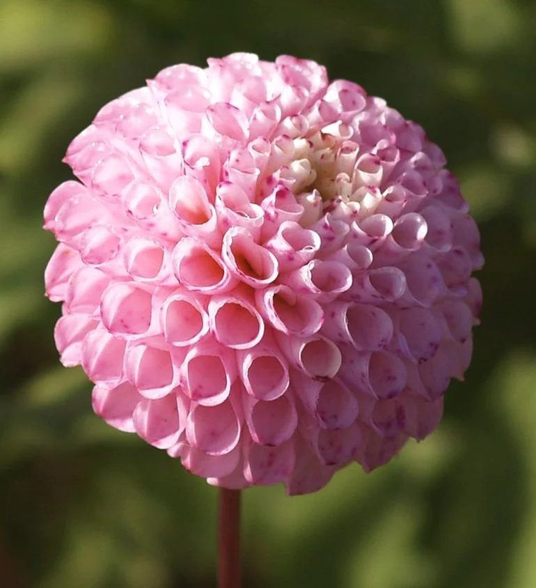 Dahlia 'Maaike'
