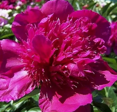 product-peony-albert-niva.jpg