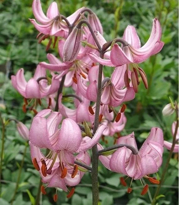 lily vap la moutonne Vap De Lily main image 0