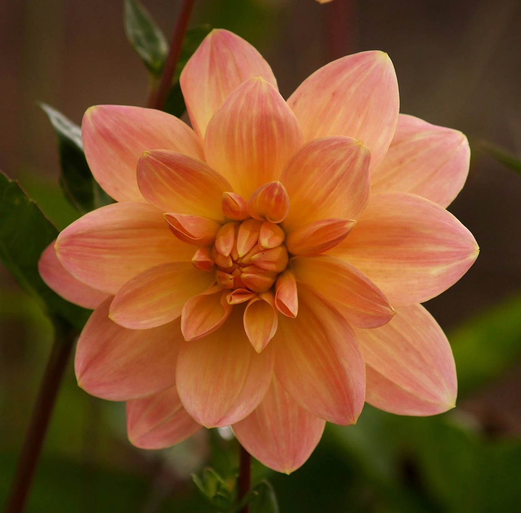 Dahlia 'Mister Frans'