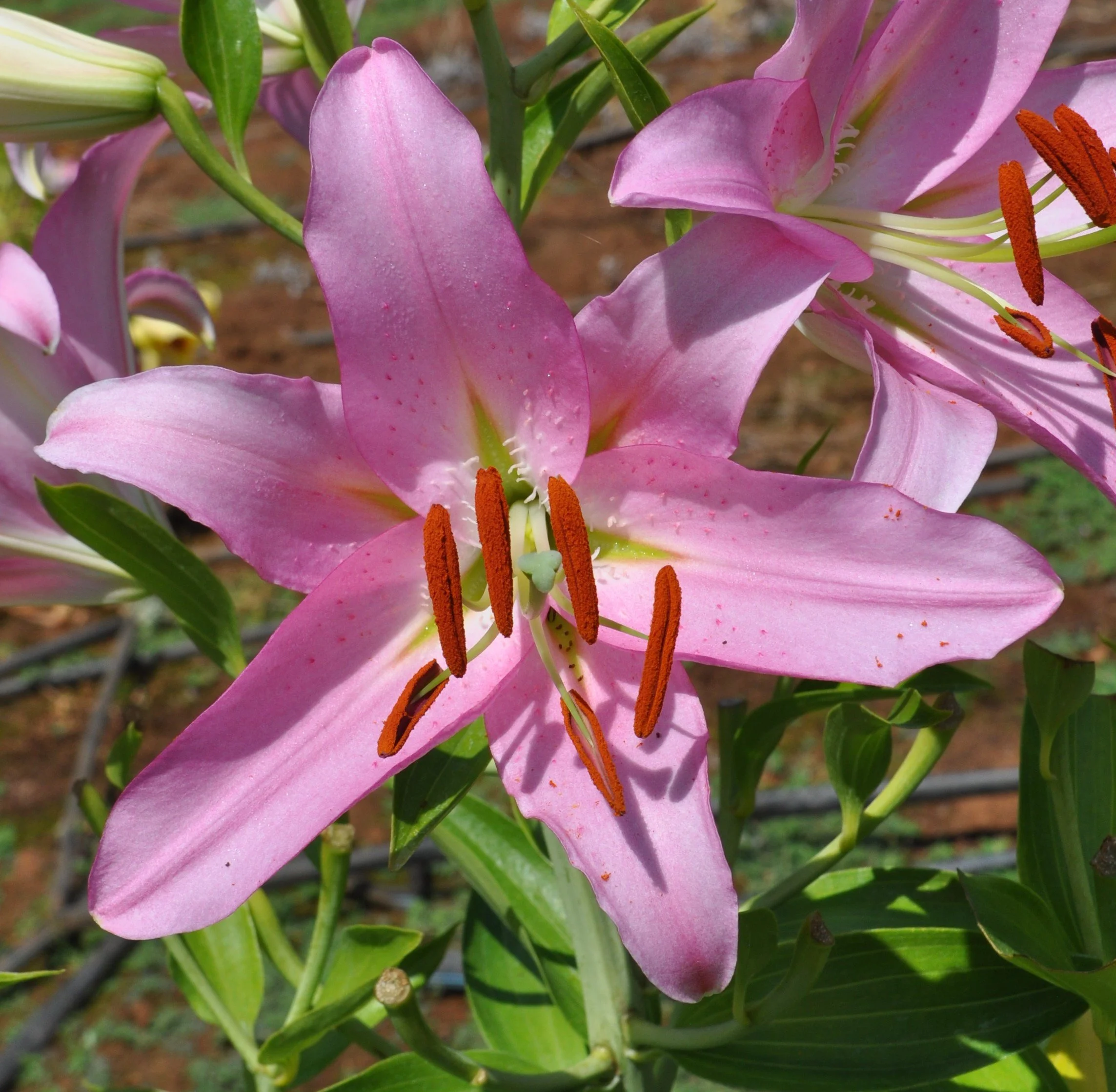 pink bride (2)or2566.JPG