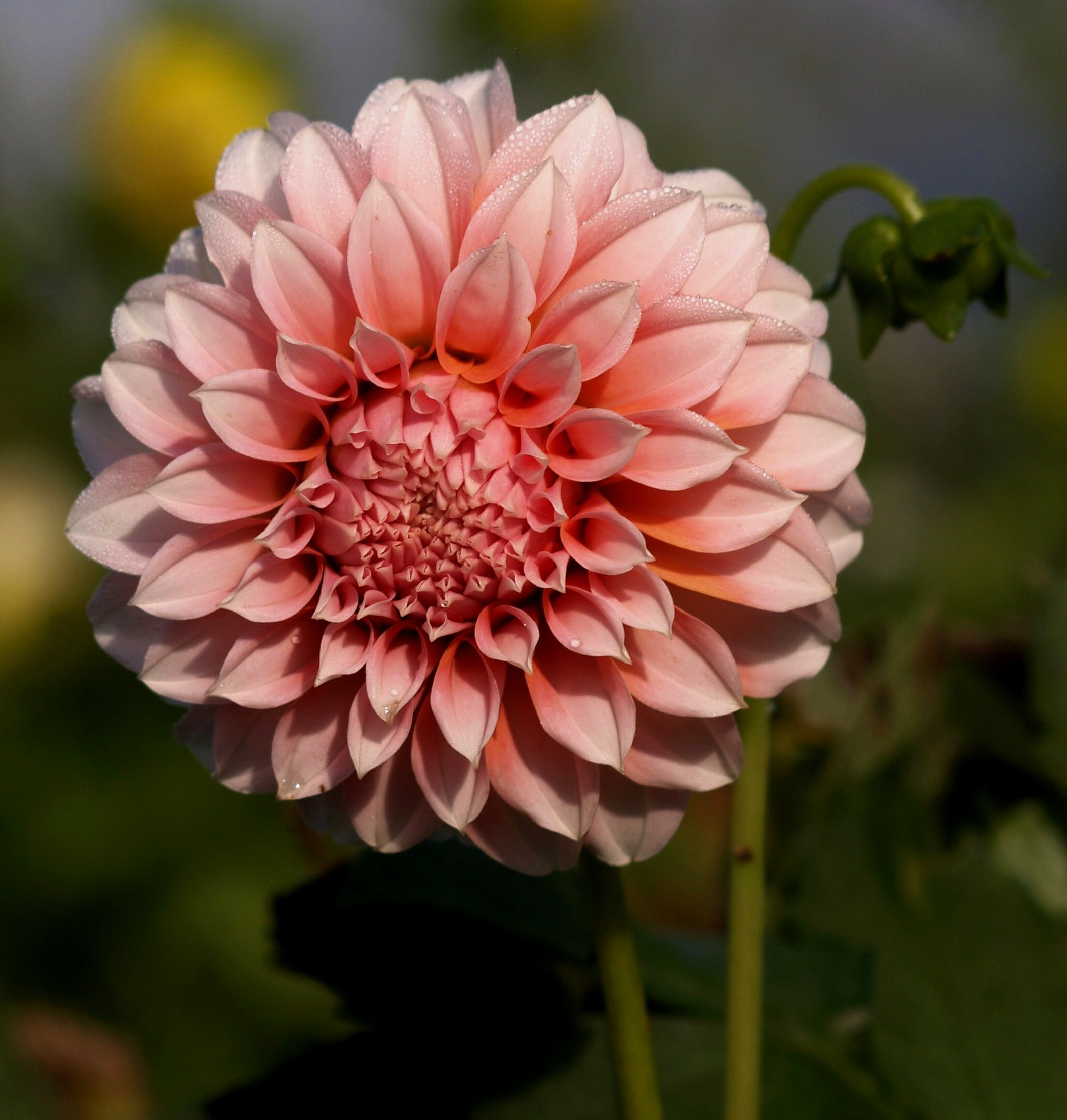 Dahlia+Peaches+P9049146+AY.jpg