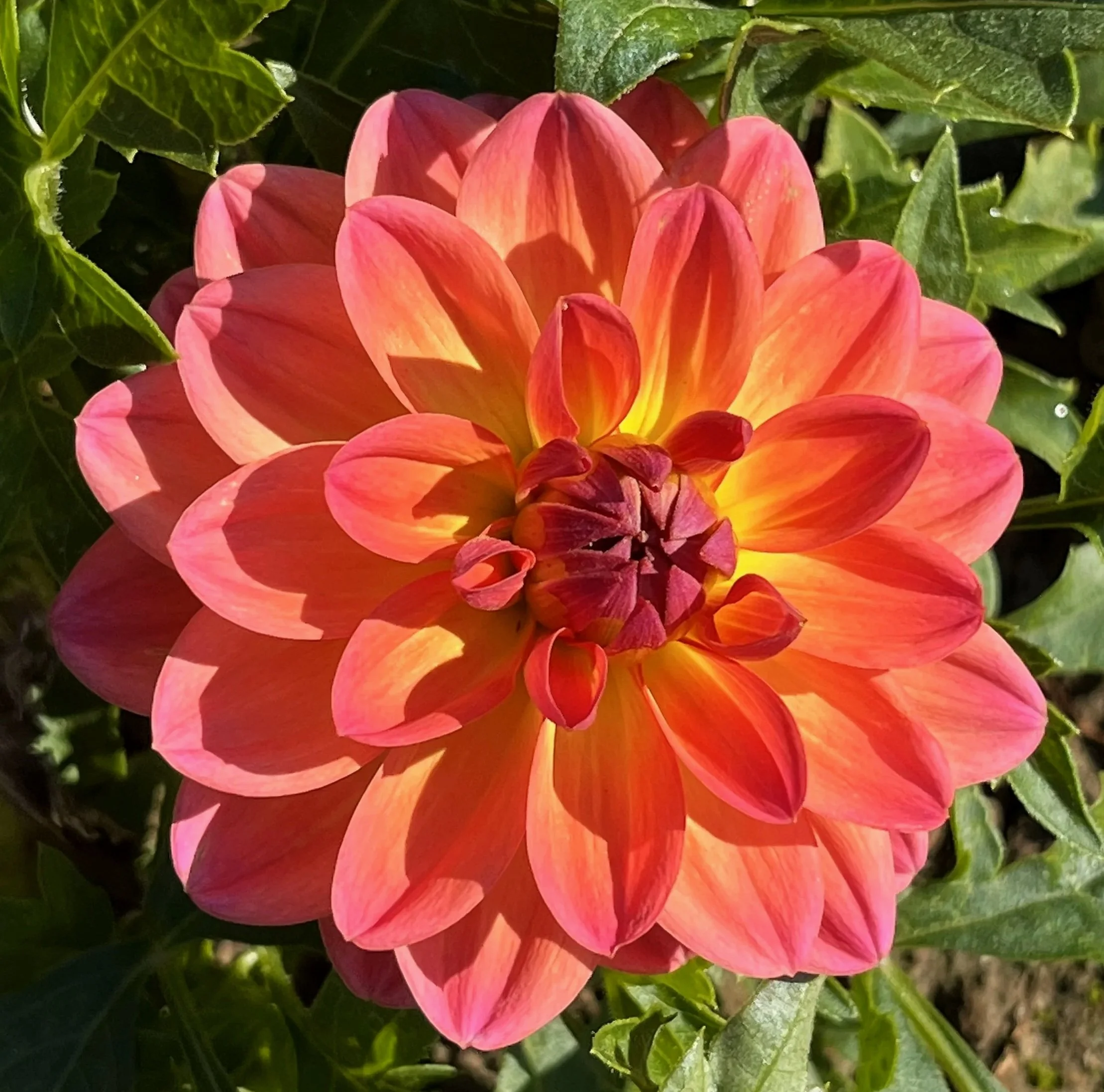 Dahlia 'Ken's rarity'