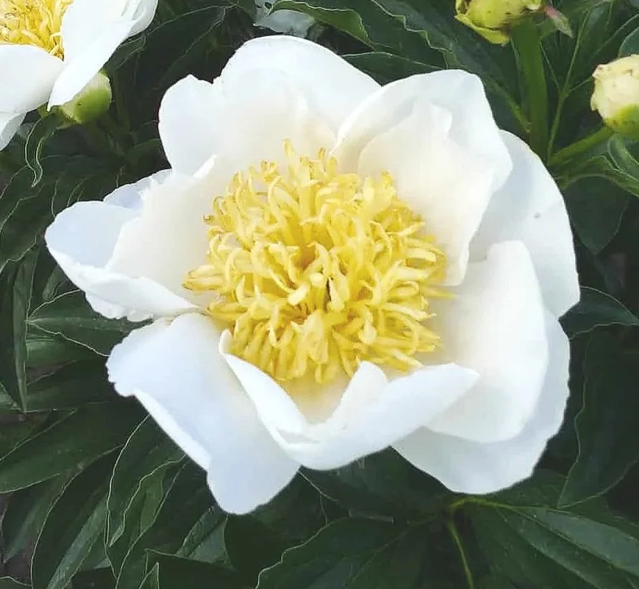 Peony 'Jan van Leeuwen'