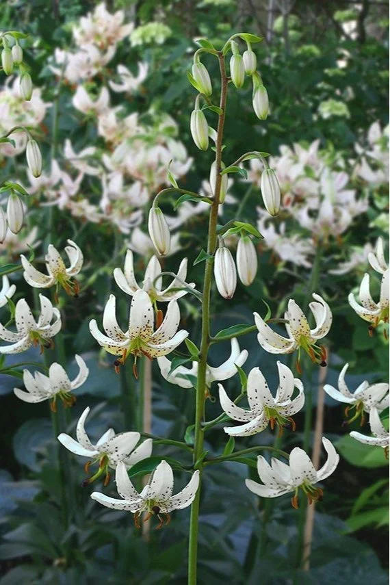 Martagon Lilies - Available in Spring 2024 The Lily Garden Martagon Lilies - Available in Spring 2024 The Lily Garden