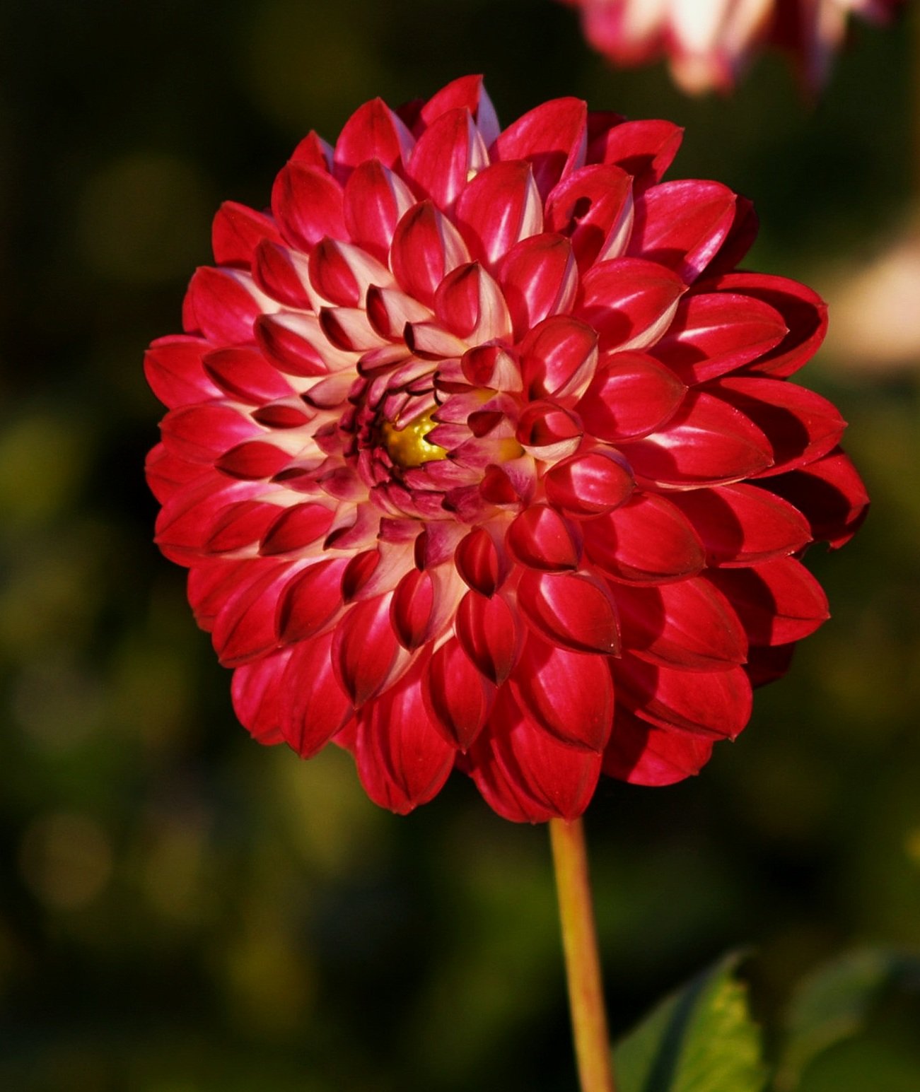 Dahlia+Embassy+PA239752+AY.jpg