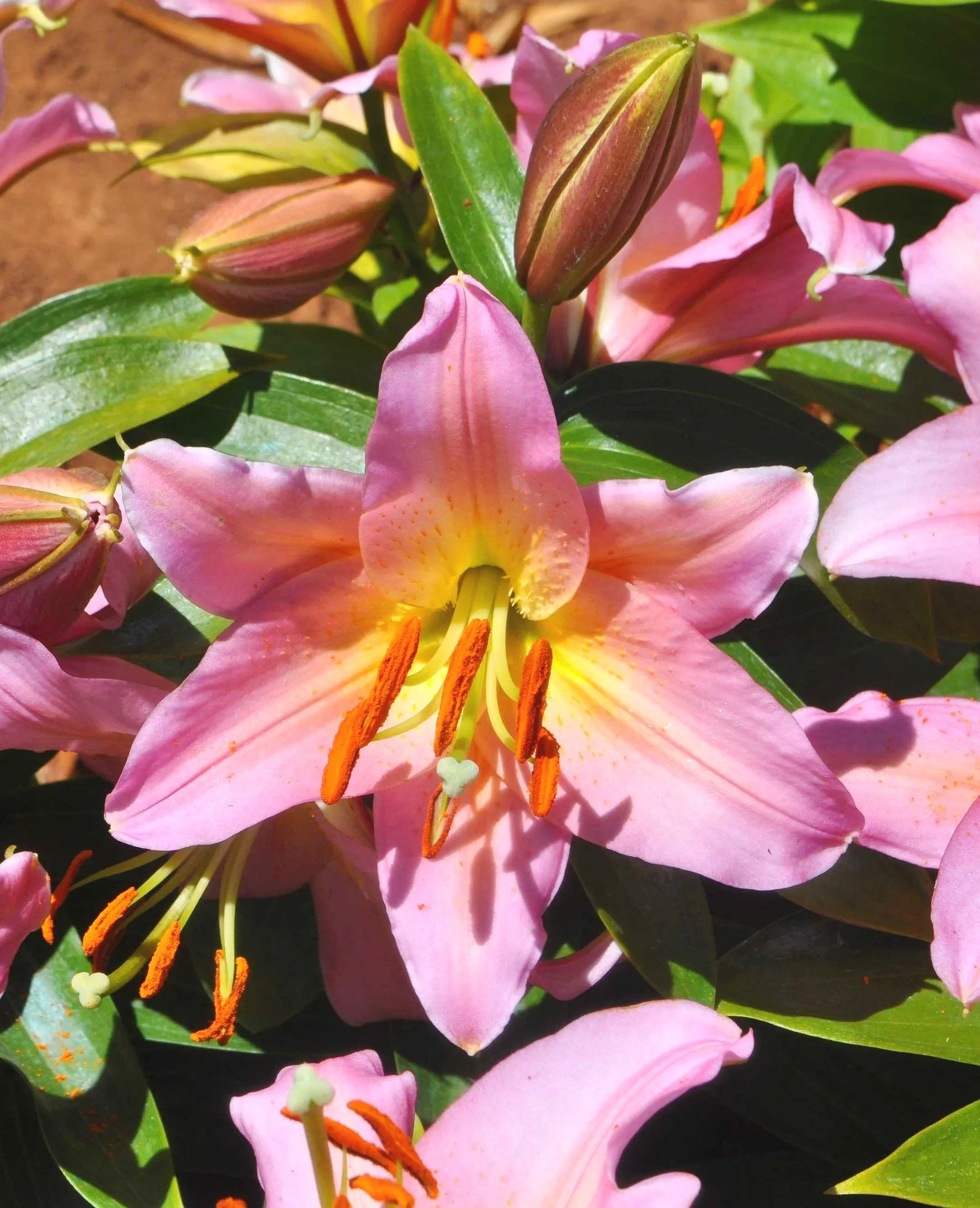 Border+lily+%27Miss+Donna%27A.jpg
