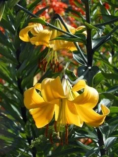 New! ‘Cibola’ (Sherwin)