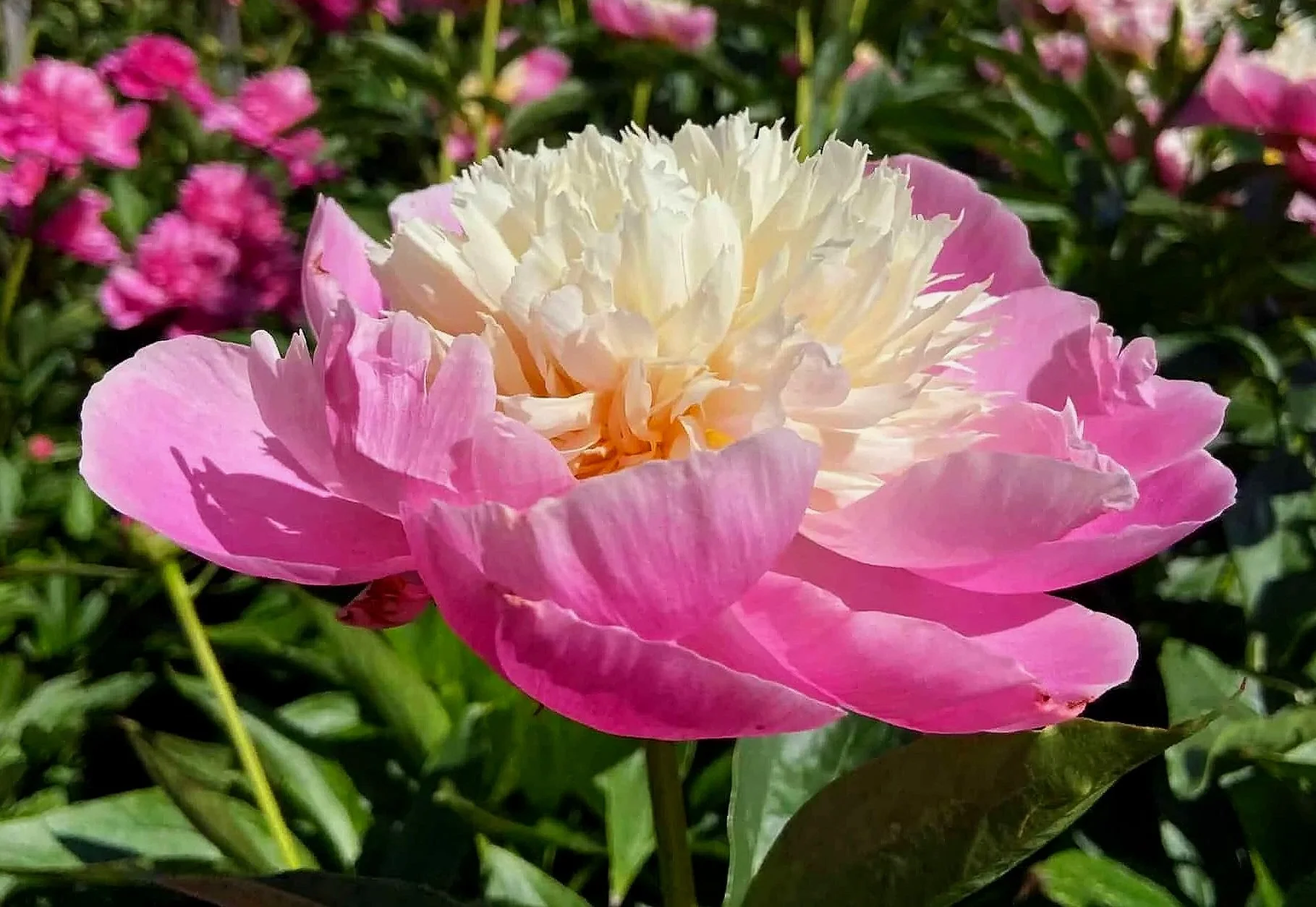 Peony 'Bowl of Beauty'