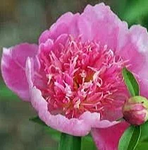 Peony 'Heidi'
